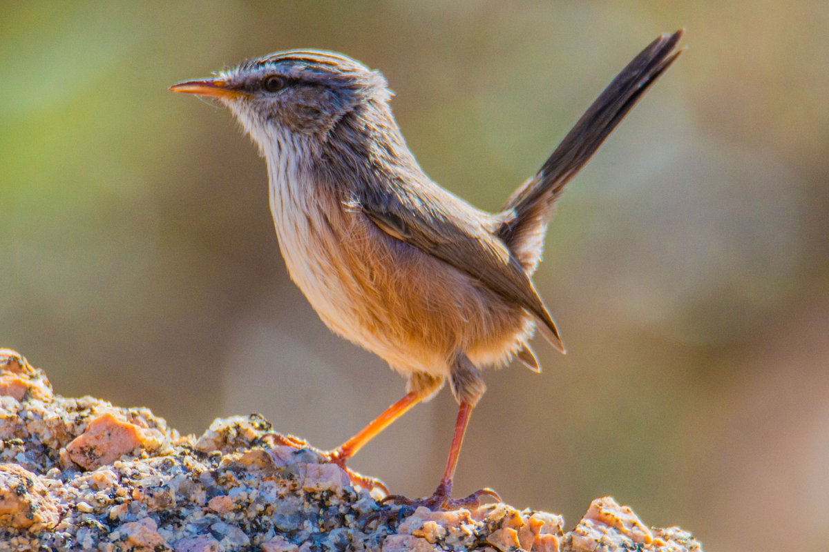 FutureMediaPK's tweet photo. Streaked Scrub Warbler
Arabic: نمنمة الشجر

Ash #Shafa #AlShafa #Taif #Makkah #SaudiArabia

 #شفا #الشفا #الطائف #مكة #السعودية

#birds #ksa #wildlife #tourism #photo #beautiful @tswir @SaudiMagazine @IASArabia @mshobrak @NCW_center @birdlife_me @_OSME @global_birding @Team_eBird https://t.co/4ie8Y2lkmg