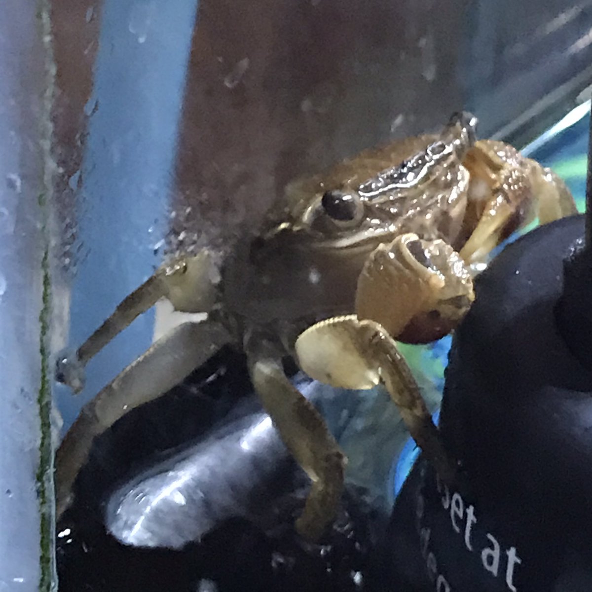 guertin's tweet photo. Before #AGU20 wraps up, I need to share my #PetsOfAGU - not as cute and fuzzy as most, but meet our red-claw crabs! (still trying to figure out names for them...) (Day 12/n) https://t.co/B7MANCjCWq