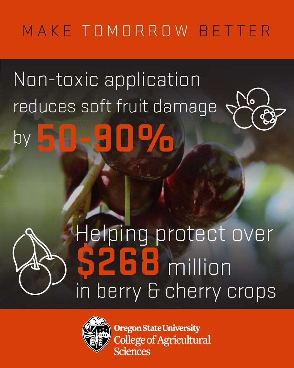 OSUAgSci's tweet image. OSU entomologists developed a non-toxic spotted wing drosophila disruptor to significantly reduce crop damage. Resulting in an application with a 67% reduction, on average.  👀 👀

More: beav.es/J3t
#OSUImpact @ORagriculture @OreFarmBureau @BeaverCaucus @OregonStateGR