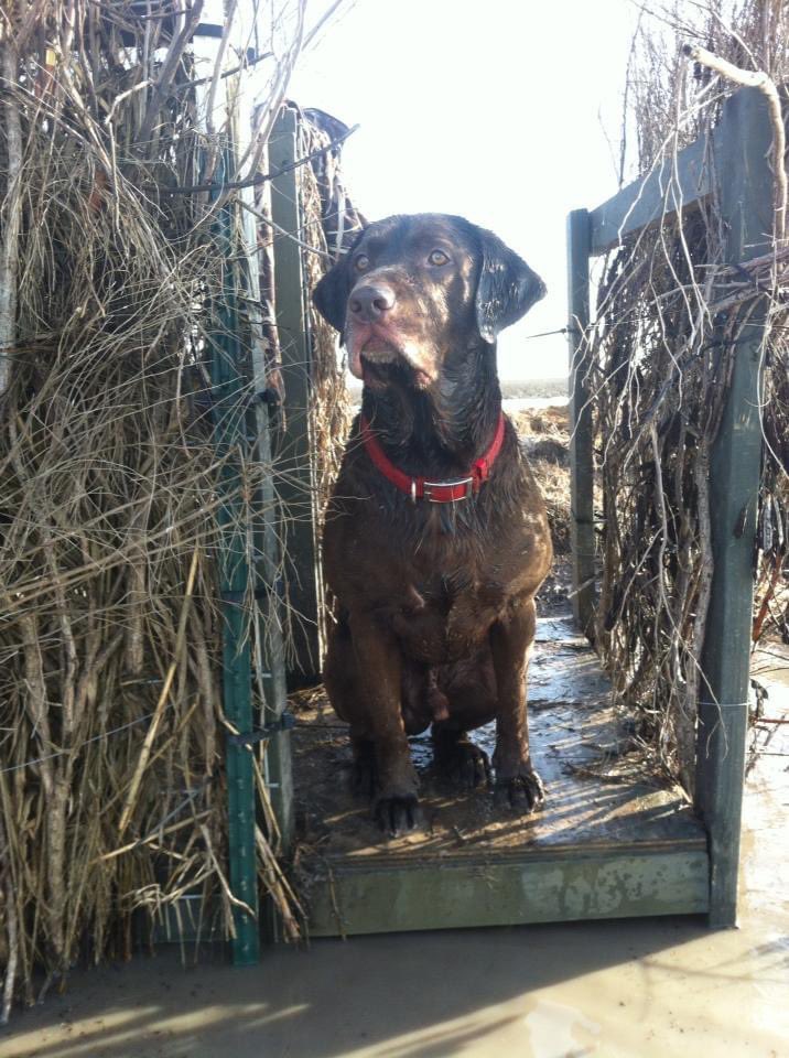 JasonGibson_'s tweet photo. Rest In Peace Tank , you were an amazing dog I don’t know if I would have been able to get through the last 13 years without you , you will be dearly missed https://t.co/B7c5ZpT6LA