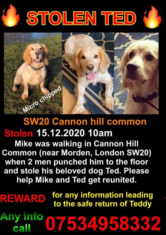 🐕 This is TED. On the morning of 15 Dec Ted was on a walk Cannon Hill Common nr Morden #London #SW20 when two men punched his owner to the floor & stole Ted. Please help Mike & Ted get reunited. Ted must be made too hot to handle. doglost.co.uk/dog-blog.php?d…