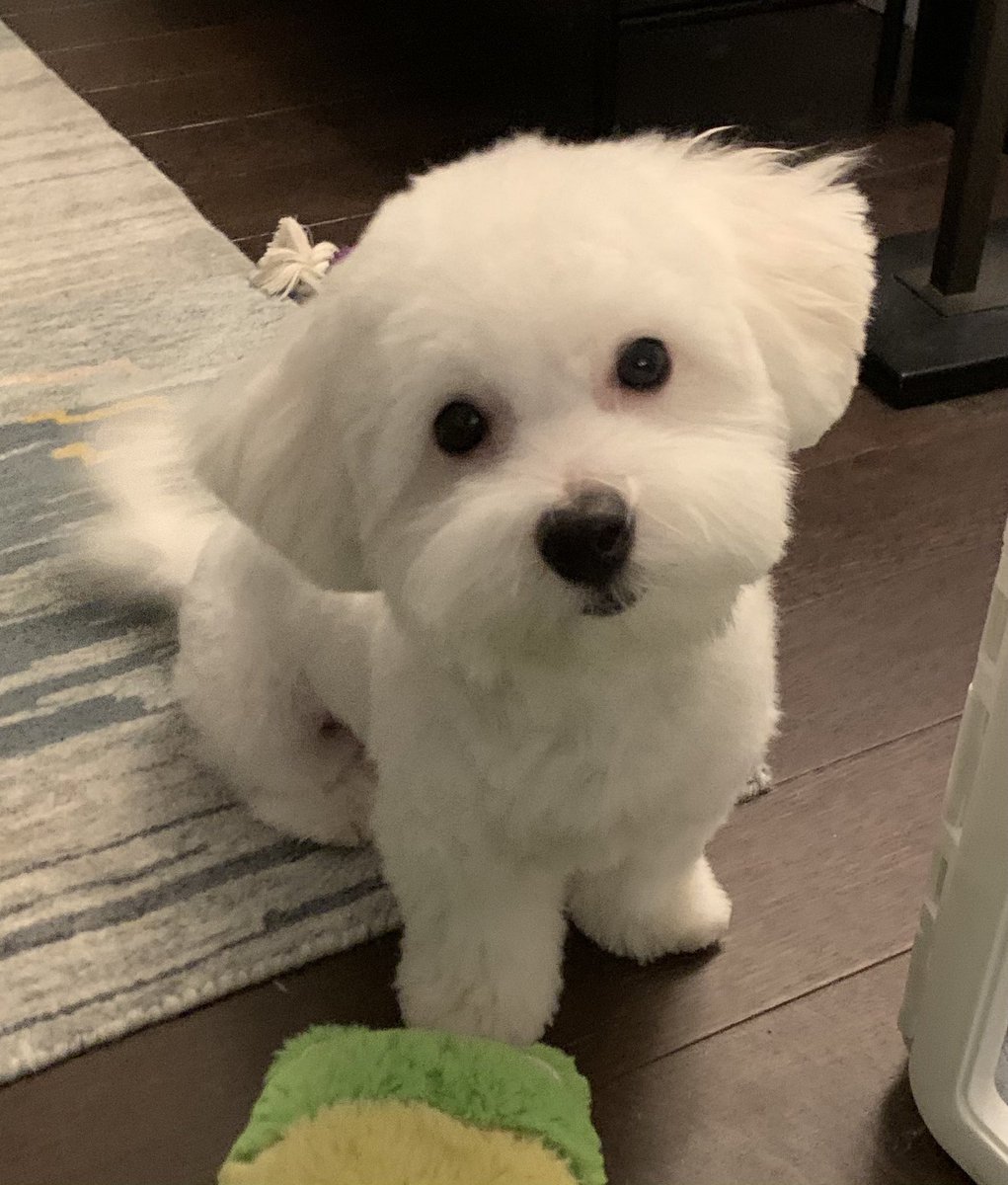 Abe is the best dog on crypto twitter