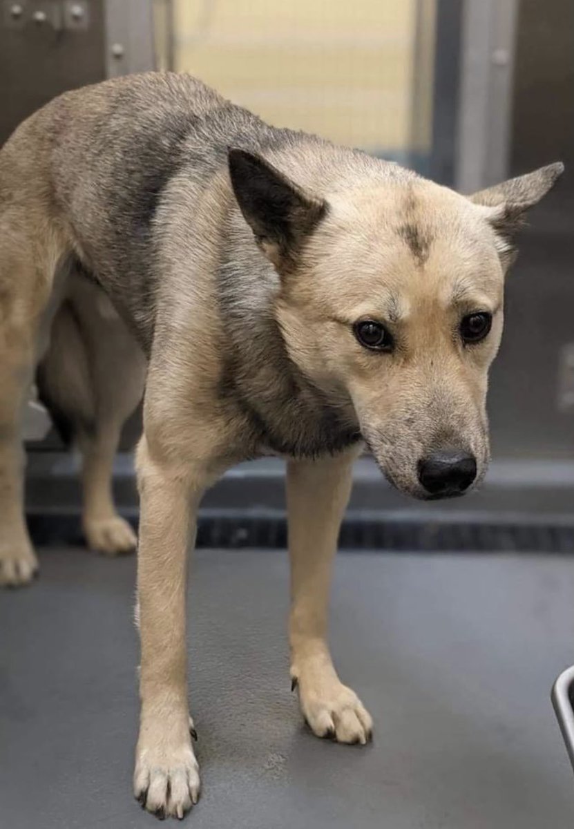 reddogsusie's tweet photo. #TN #MEMPHIS
🆘🆘CODE RED Tarantino 3yo boy Extremely timid with ppl &amp; slightly prey like with other dogs! Heaven knows what rotten life this boy has had💔Isn’t it time he knew some kindness &amp; gets a chance 4some happiness! #ADOPT #PLEDGE #RESCUE #MASA1962
https://t.co/pOfUOhcvuL https://t.co/e5BjgDoanU