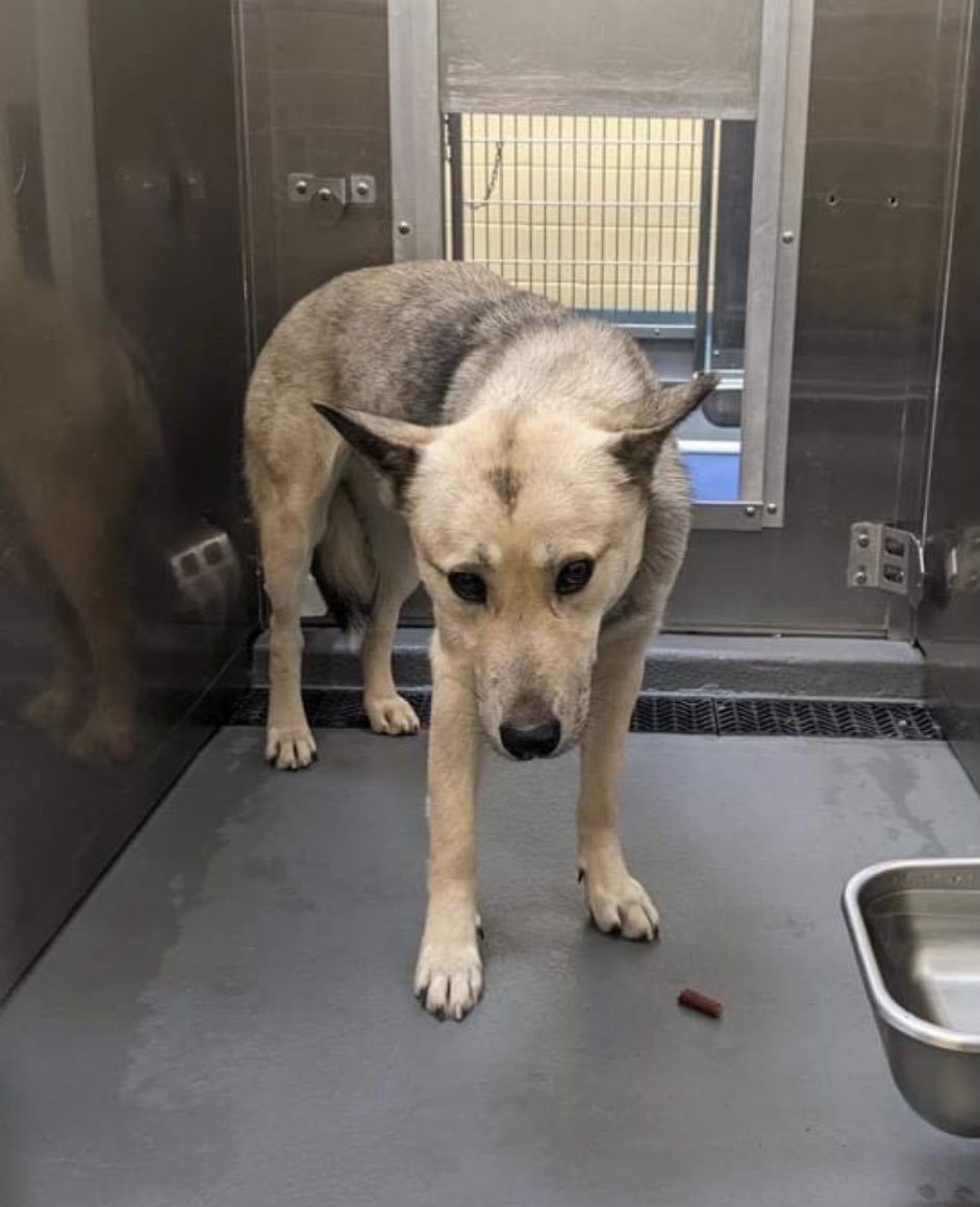 reddogsusie's tweet photo. #TN #MEMPHIS
🆘🆘CODE RED Tarantino 3yo boy Extremely timid with ppl &amp; slightly prey like with other dogs! Heaven knows what rotten life this boy has had💔Isn’t it time he knew some kindness &amp; gets a chance 4some happiness! #ADOPT #PLEDGE #RESCUE #MASA1962
https://t.co/pOfUOhcvuL https://t.co/e5BjgDoanU