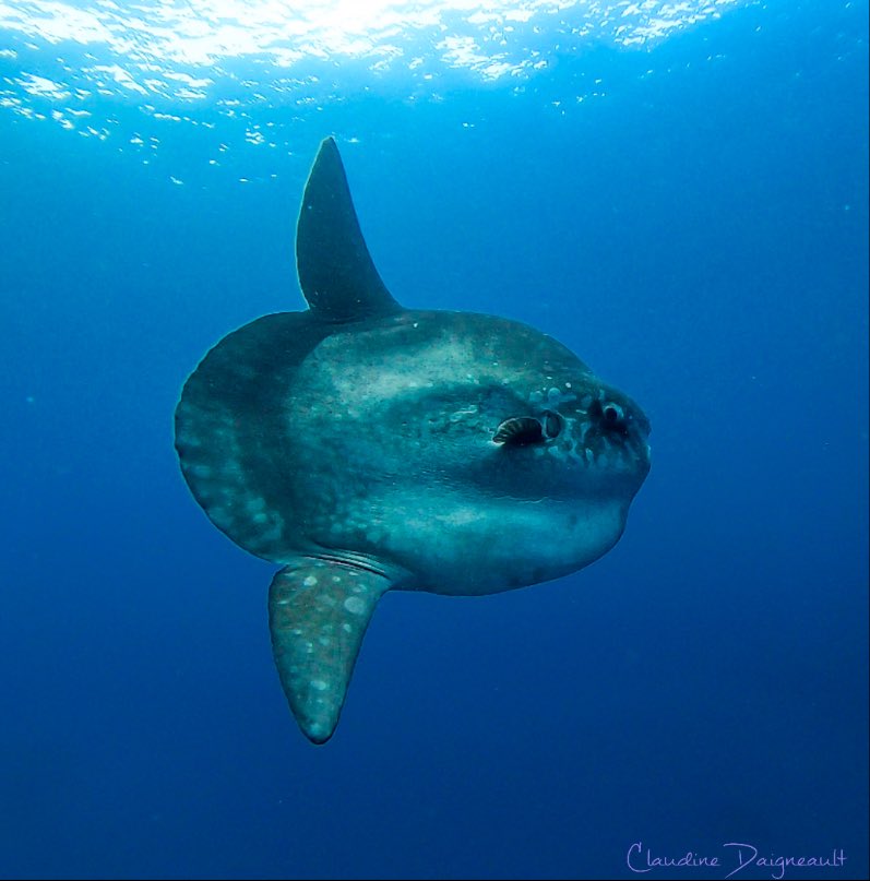 As for ocean sunfish, I could make a thread about why they’re even worse than koalas but that wouldn’t come close to the art that is this Facebook post so, enjoy. (If y’all think I’m mad, read this ) https://m.facebook.com/hiitsmeurdad/posts/10209872292416464