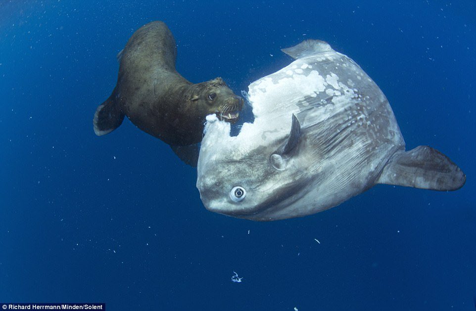 As for ocean sunfish, I could make a thread about why they’re even worse than koalas but that wouldn’t come close to the art that is this Facebook post so, enjoy. (If y’all think I’m mad, read this ) https://m.facebook.com/hiitsmeurdad/posts/10209872292416464