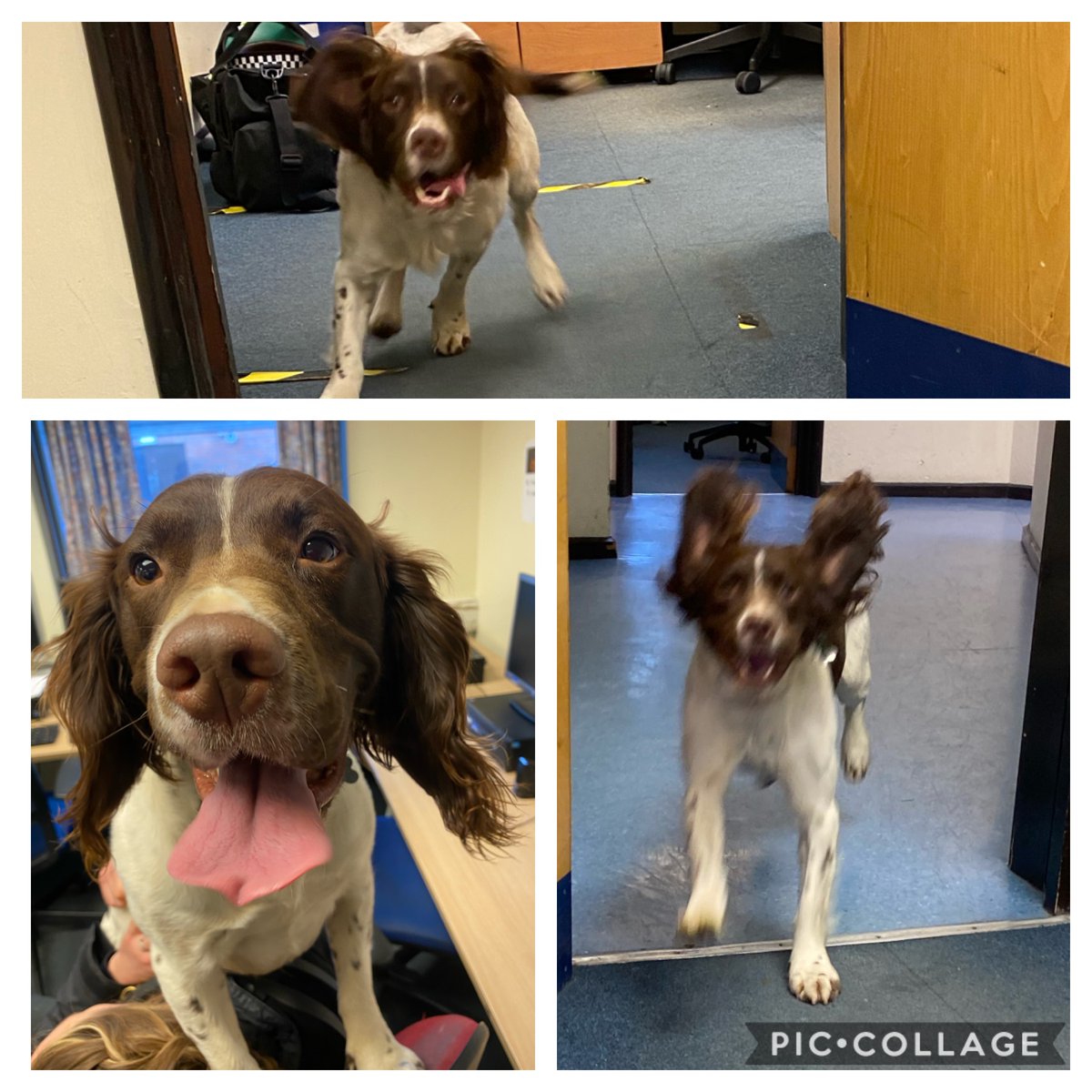 PSOSSEEdinburgh's tweet photo. #PDLoki @polscotdogs came to visit us today at #Howdenhall. As you can tell he is extremely excited about Santa 🎅 🎄 coming tomorrow. #SantaPaws #SaferSouth https://t.co/9sSY7yNFJu