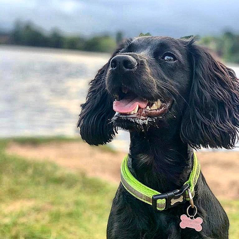 HantsIOW_fire's tweet photo. ποΈ| Continuing with our #YearInTweets is August!
πΆ Search and rescue dog Bella joined our USAR team
π₯ A large wildfire in #RingwoodForest lasted 4 days
π Stations hosted 'Have a Go' Days
π Our Arson Task Force won an international award
Read more > https://t.co/KincX0U7WW https://t.co/q39L3iL6Y4