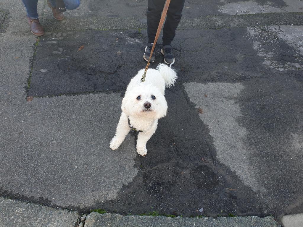 Anyone  know whose dog this is - found on road by Victoria Park - no collar on but has blue stopped harress <a href="/itsoncardiff/">It's On Cardiff</a> <a href="/victoriaparkcom/">Vic Park Matters</a>  If contact me on here ta