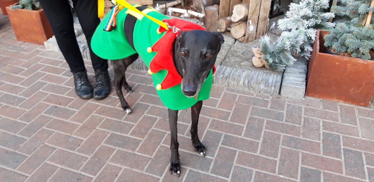 loonylankylegs's tweet photo. I found Santaaaaaa!!! @GreatPlace_WE he is in Wentworth, South Yorkshire #SantasLittleHelper #elfdog #Elf https://t.co/RWx6Jq9idS
