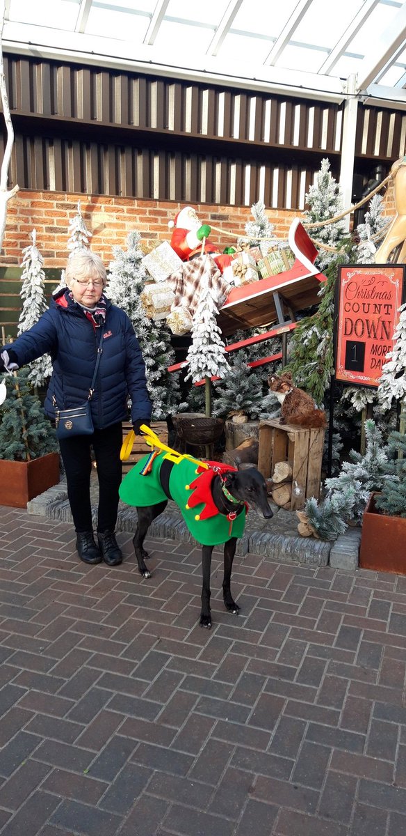 loonylankylegs's tweet photo. I found Santaaaaaa!!! @GreatPlace_WE he is in Wentworth, South Yorkshire #SantasLittleHelper #elfdog #Elf https://t.co/RWx6Jq9idS