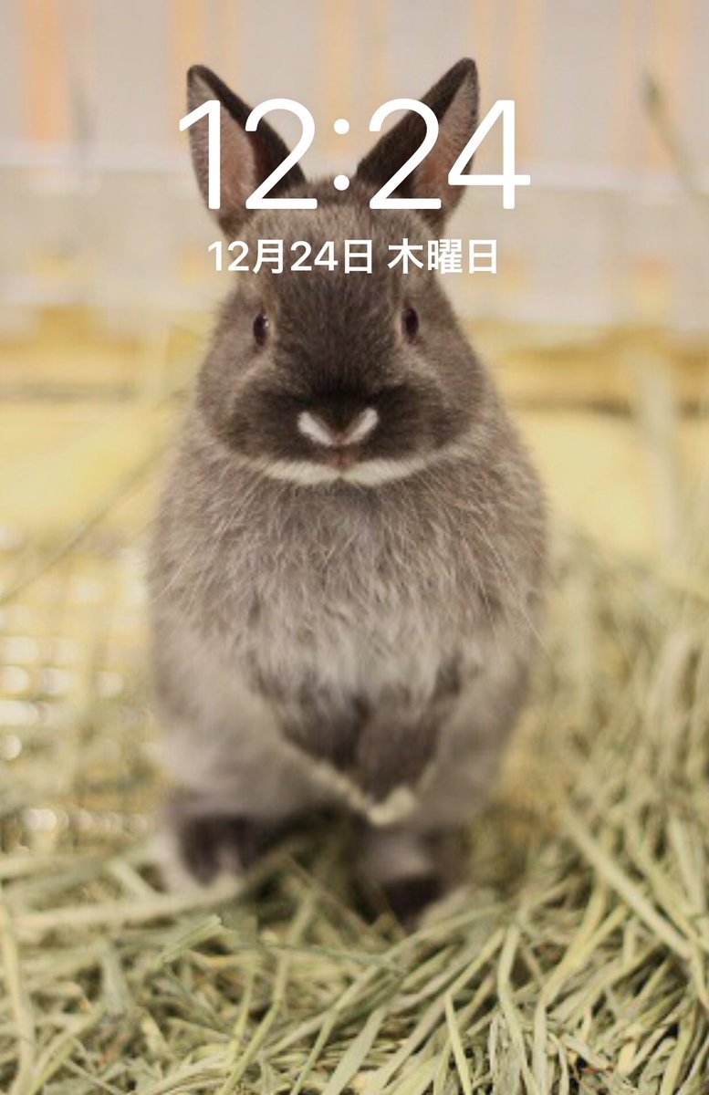 うさぎ専門店ペッツクラブ メリークリスマス お昼に携帯開いたら 12時24分 待ち受けをスクショしちゃった 私の待ち受けは パパメンバーの楓太郎君が子供の時 ただ今成長中の可愛い楓太郎ベビーも見せちゃお ネザーランドドワーフ