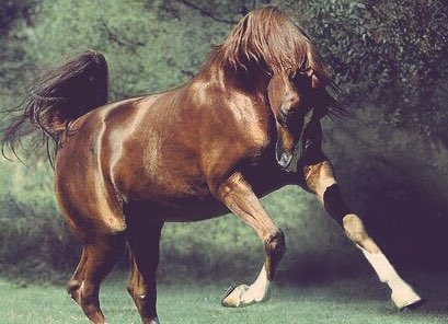 Hey gidi Küheylan, koşmana bak sen!
Çatlarsan, doğuran kısrak utansın!

Eski çınar şimdi Noel ağacı;
Dallarda iğreti yaprak utansın!

-Necip Fazıl Kısakürek