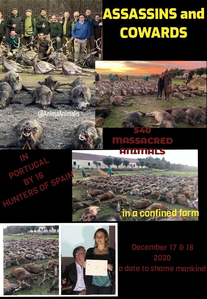 AnimaAnimalis's tweet photo. #ChristmasInPortugal
as the world prepares for Christmas ... on December 17th and 18th. one of the most shameful acts happened near of Lisboa when a group of cowardly Spanish hunters slaughtered 540 animals among deer and wild boars 😔
on a purposely confined farm
RT
#ShameWorld https://t.co/0urr8jV6Fp