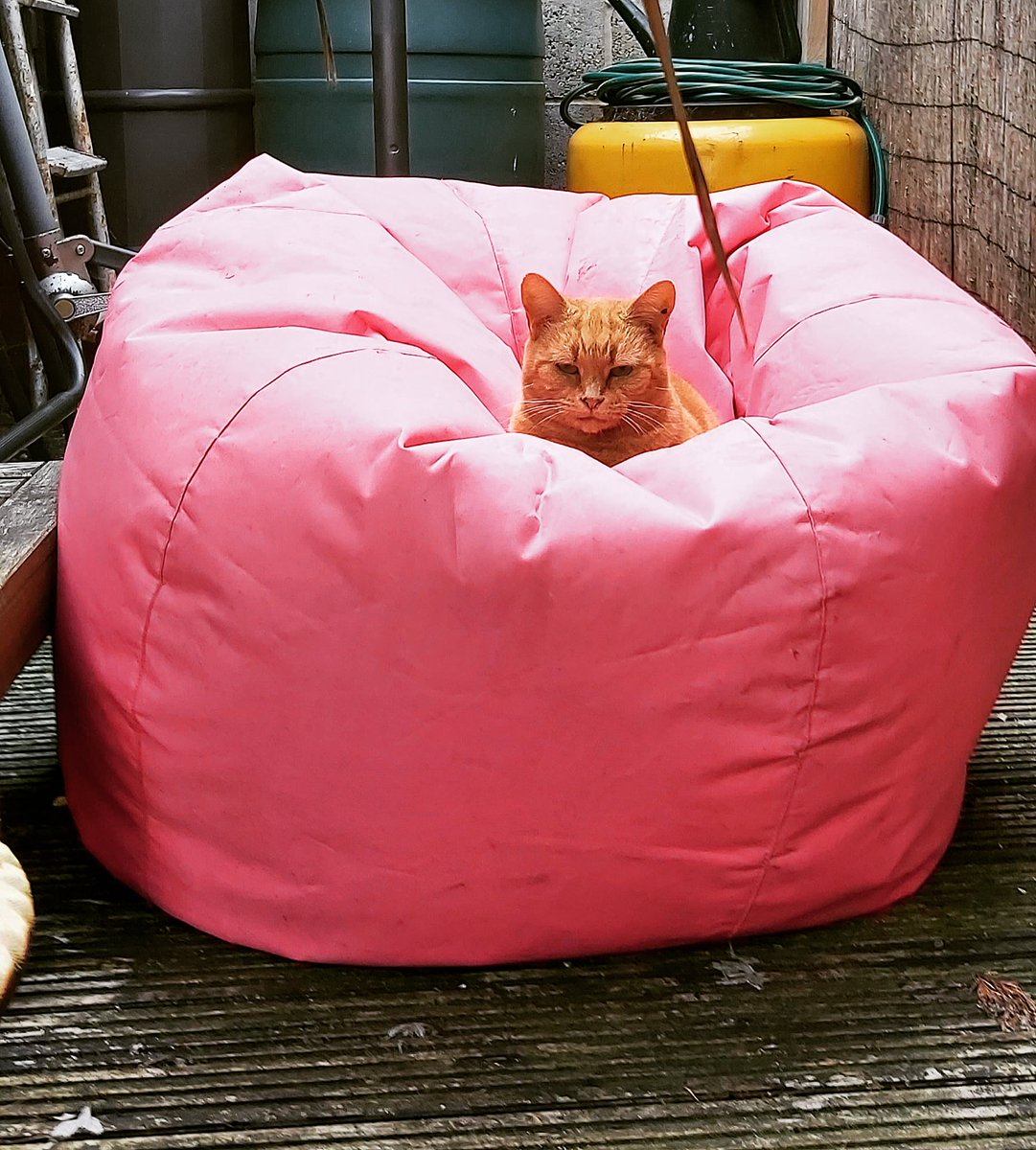 Tiger Lily The Magnificent tweet media