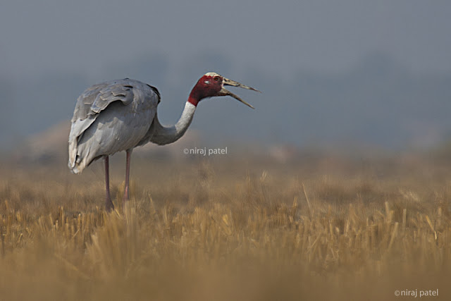 np_photographer's tweet photo. Sarus crane https://t.co/YkLfR7uL9p Pariej wetland #saruscrane #highaltitudeflyingbird #migratorybird #migratorybirdsgujarat #pariejwetlandbirds #birdsofgujarat #birdwatchinggujarat #birding #birdphoto #largeflyingbird https://t.co/tCSGfWVi1W