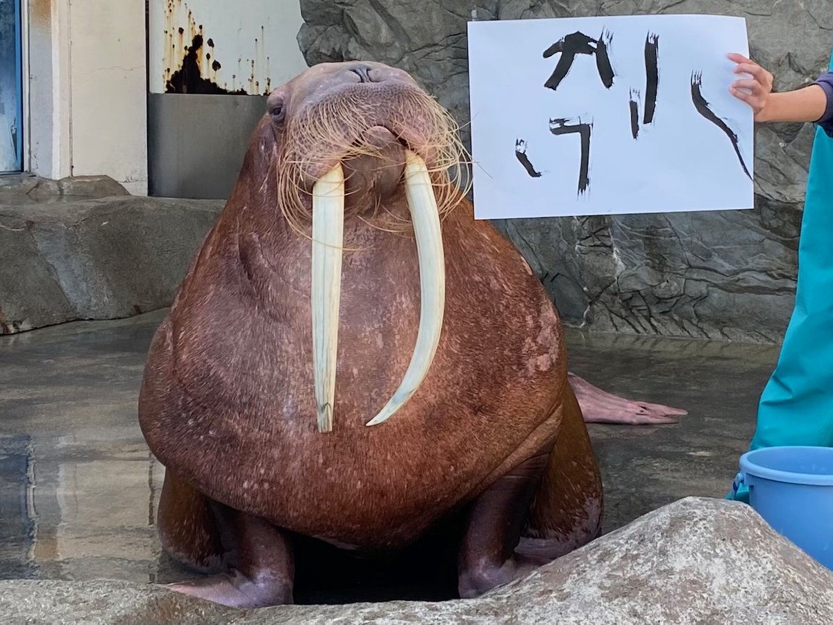 南知多ビーチランド 公式 一足先にキックからのクリスマスプレゼント みなさん これはなんて書いてあるか 読めますか 笑 カタカナって難しい 本人はドヤ顔 南知多ビーチランド 水族館 セイウチ クリスマスプレゼント メリークリスマス