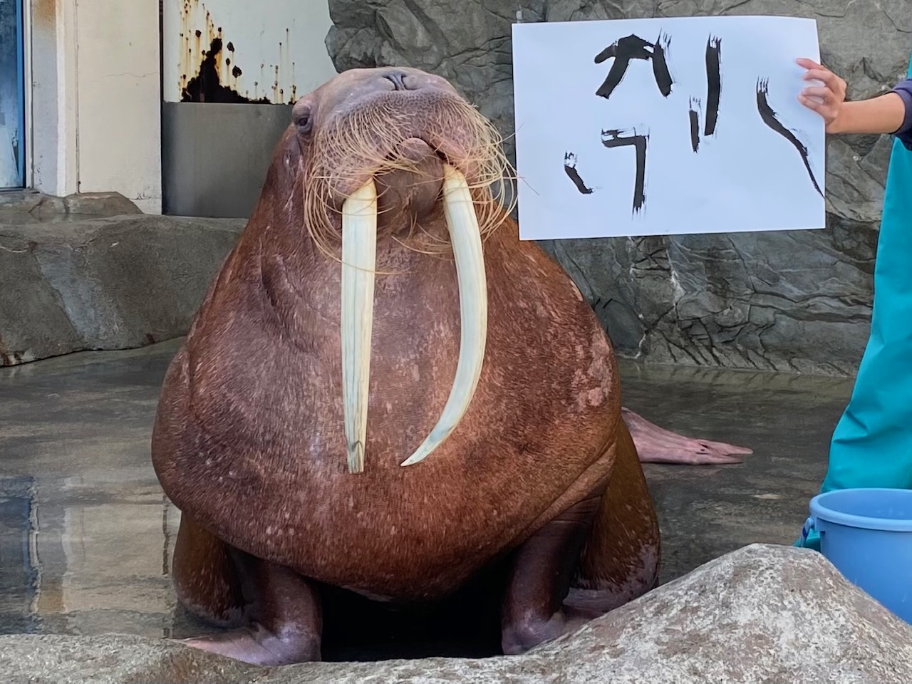 南知多ビーチランド 公式 一足先にキックからのクリスマスプレゼント みなさん これはなんて書いてあるか 読めますか 笑 カタカナって難しい 本人はドヤ顔 南知多ビーチランド 水族館 セイウチ クリスマスプレゼント メリークリスマス 南知多ビーチランド 公式 一足先にキックからのクリスマスプレゼント みなさん これはなんて書いてあるか 読めますか 笑 カタカナって難しい 本人はドヤ顔 南知多ビーチランド 水族館 セイウチ クリスマスプレゼント メリークリスマス