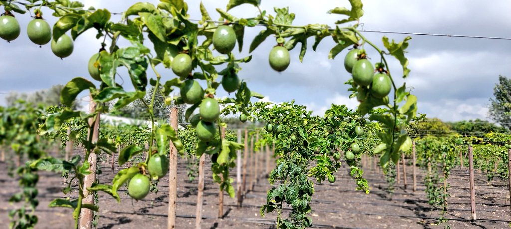 Irri-Hub KE tweet media