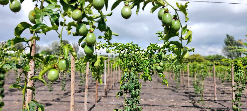 Irri-Hub KE tweet media
