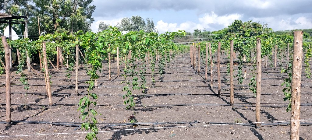 Irri-Hub KE tweet media