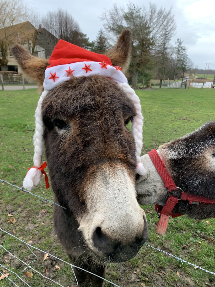 LCorsyn's tweet photo. #MonAventPhoto
#Jour24
La ferme des Bachats vous souhaite un joyeux réveillon de Noël ! 🎄🎅🏻
J’en connais qui ont hâte de recevoir leur cadeau de Noël ! Et oui, chez nous la tradition veut que tous les animaux de la ferme reçoivent double ration le 24 et 25 Décembre 🤩
#FrAgTw https://t.co/aKz5H4ksXq