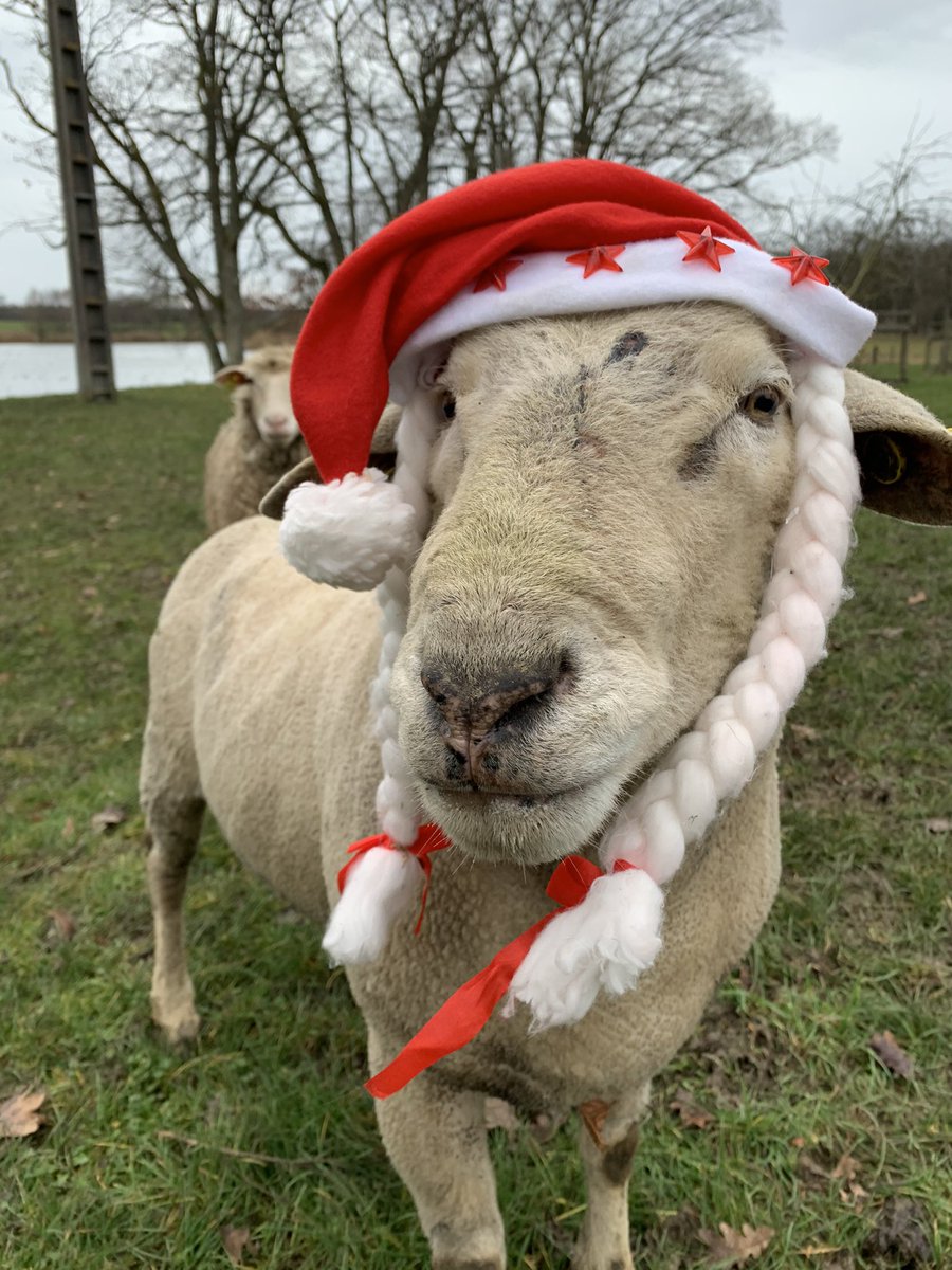 LCorsyn's tweet photo. #MonAventPhoto
#Jour24
La ferme des Bachats vous souhaite un joyeux réveillon de Noël ! 🎄🎅🏻
J’en connais qui ont hâte de recevoir leur cadeau de Noël ! Et oui, chez nous la tradition veut que tous les animaux de la ferme reçoivent double ration le 24 et 25 Décembre 🤩
#FrAgTw https://t.co/aKz5H4ksXq