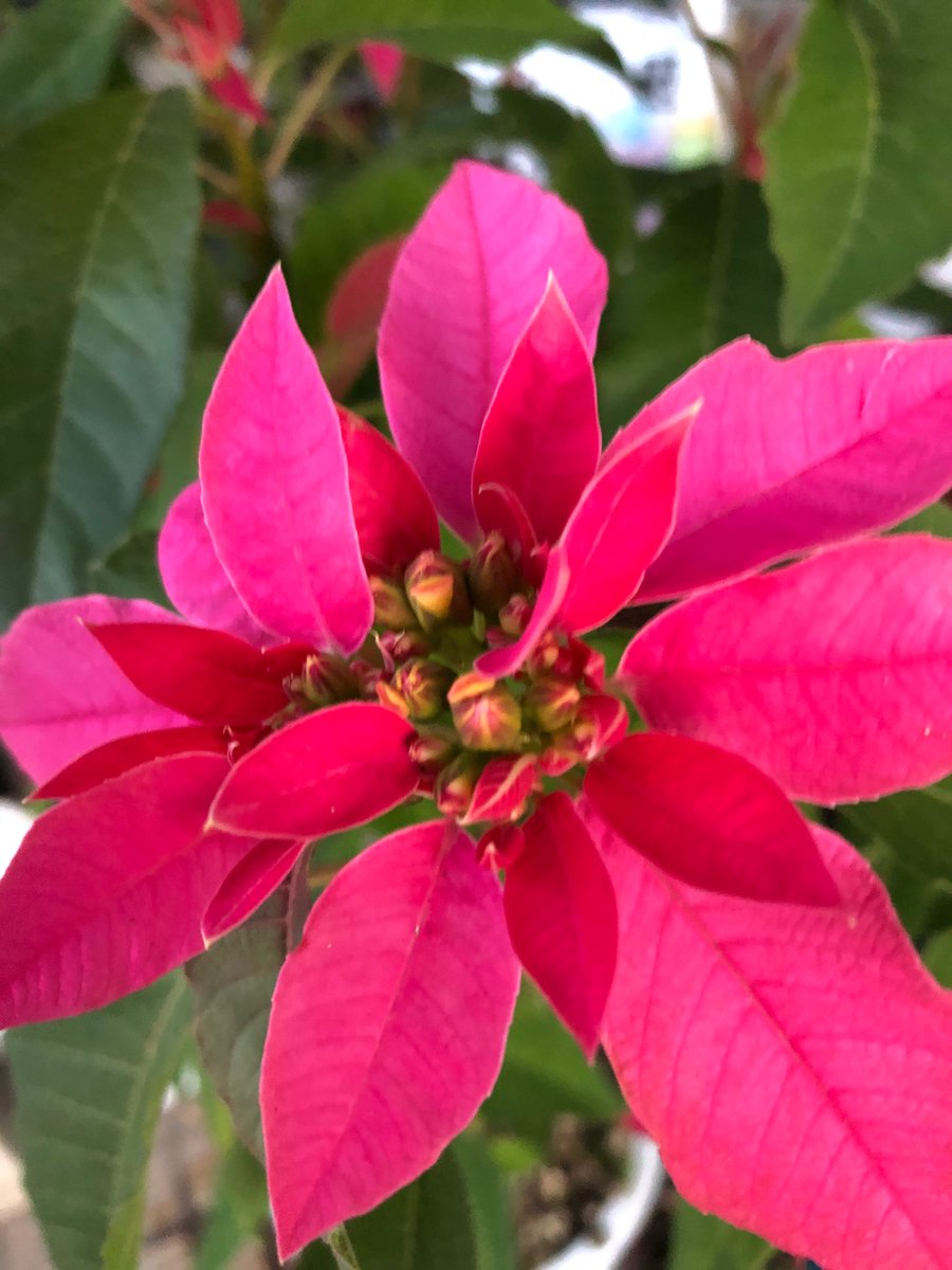 ショウジョウボク