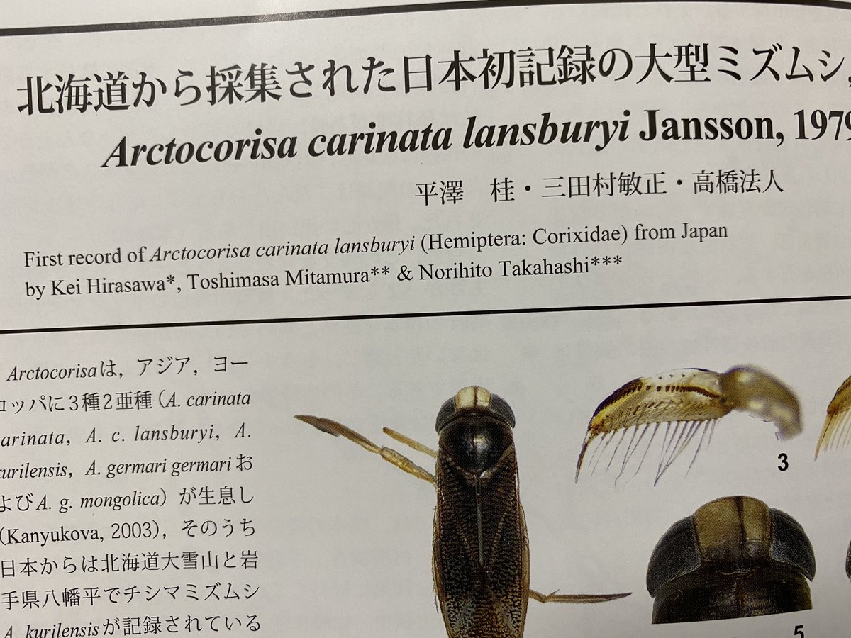 アキ 水生昆虫 73mm ネイチャーガイド日本の水生昆虫 その後の知見