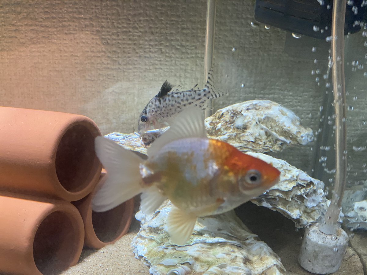 刺青愛好会official على تويتر 牡蠣の貝殻水綺麗になるって本当 刺青愛好会official على تويتر 牡蠣の貝殻水綺麗になるって本当