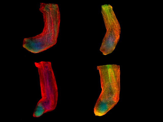 Biomedical Picture of the Day BPoD (@bpod_s) on Twitter photo #3D #microscopy technique for studying production of new #molecules in #regenerating axolotl #limbs. #christmasstockings ! Image and research by Timothy J Duerr et al <a href="/monaghan_lab/">Monaghan Lab</a> <a href="/NortheasternU/">northeasternu</a> in <a href="/eLife/">eLife - the journal</a>. Read more on bpod.mrc.ac.uk/archive/2020/1… with <a href="/MRC_LMS/">MRC Laboratory of Medical Sciences (LMS)</a> and <a href="/rooph/">Ruth Williams</a> #3D #microscopy technique for studying production of new #molecules in #regenerating axolotl #limbs. #christmasstockings ! Image and research by Timothy J Duerr et al <a href="/monaghan_lab/">Monaghan Lab</a> <a href="/NortheasternU/">northeasternu</a> in <a href="/eLife/">eLife - the journal</a>. Read more on bpod.mrc.ac.uk/archive/2020/1… with <a href="/MRC_LMS/">MRC Laboratory of Medical Sciences (LMS)</a> and <a href="/rooph/">Ruth Williams</a>