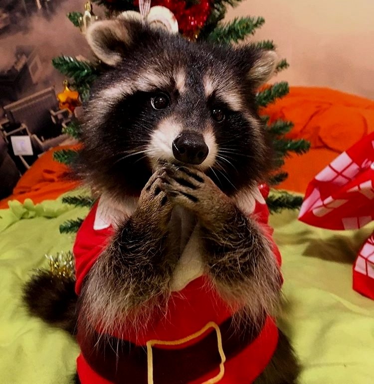 ไหน​ ใครอยากได้อะไร​ บอกซานต้าเก็ตซิ​ เดี๋ยวจะไปขโมยมาให้​ 🤣