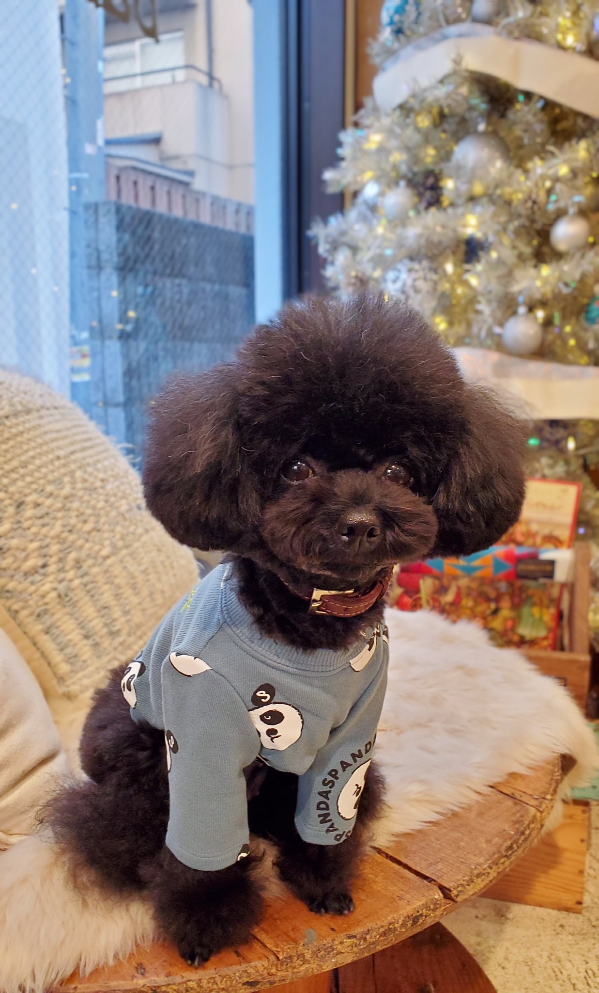 As Know As De Wan V Twitter くまごんがパンダになったよ トリミング行きたてほやほやでふわっふわならっちゃん かわいい 今日のそらこ そらちゃん Snobbishbabies代官山 犬服 Asknowasdewan トイプードル Toypoodle 黒プー 可愛いと思ったらいいね As Know As De Wan V Twitter くまごんがパンダになったよ トリミング行きたてほやほやでふわっふわならっちゃん かわいい 今日のそらこ そらちゃん Snobbishbabies代官山 犬服 Asknowasdewan トイプードル Toypoodle 黒プー 可愛いと思ったらいいね
