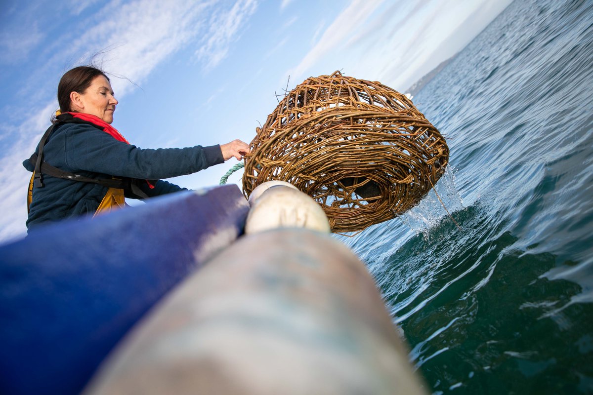 Sarah Ready - Withy Pot Maker #girlyfisherman tweet media
