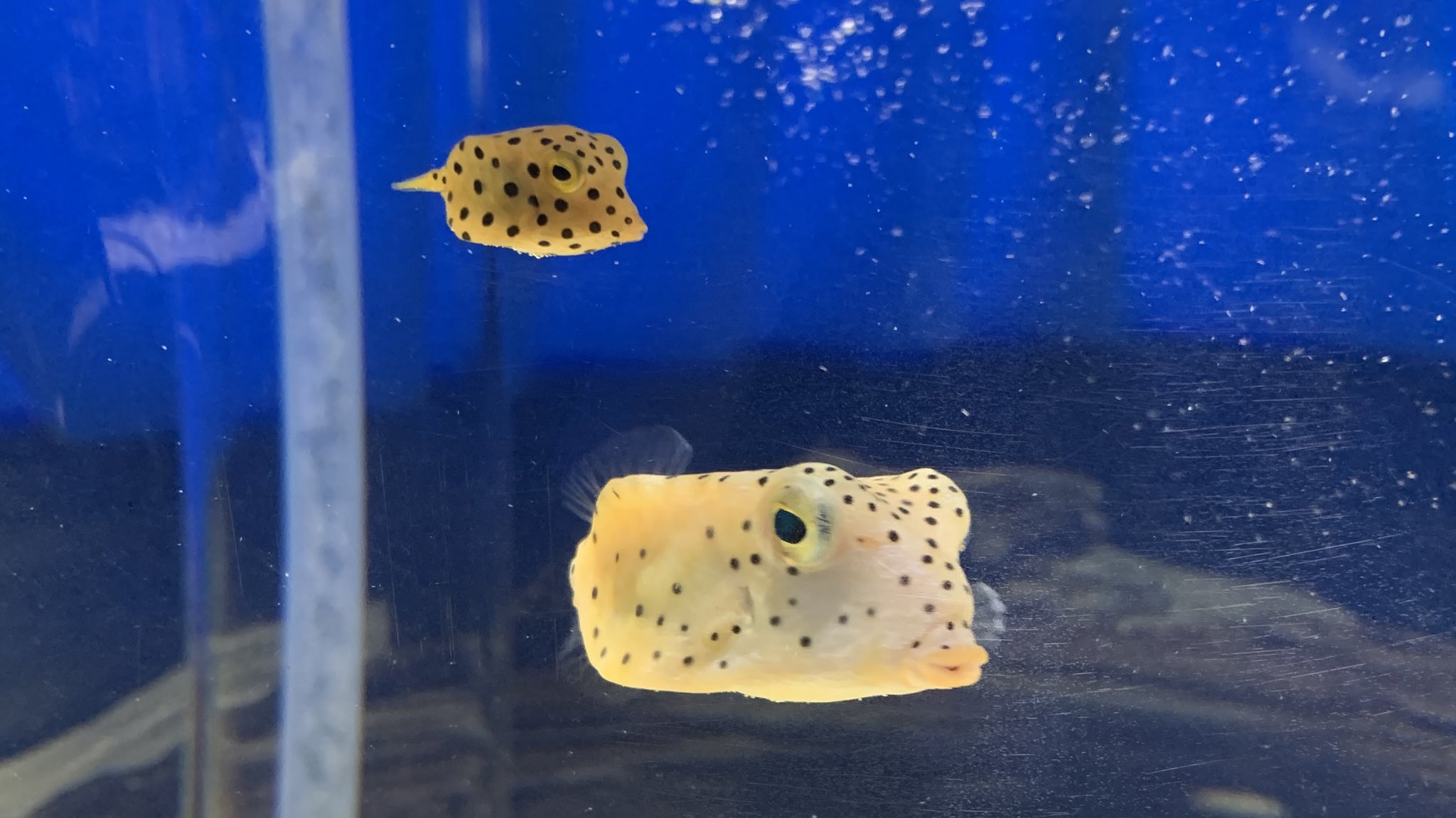 Nifrel ニフレル 公式 親子 じゃないですよ 大きいほうが テングハコフグ 小さいほうが ミナミハコフグ ニフレル T Co Nxpjpx1wu0 Twitter Nifrel ニフレル 公式 親子 じゃないですよ 大きいほうが テングハコフグ 小さいほうが ミナミハコフグ ニフレル T Co Nxpjpx1wu0 Twitter