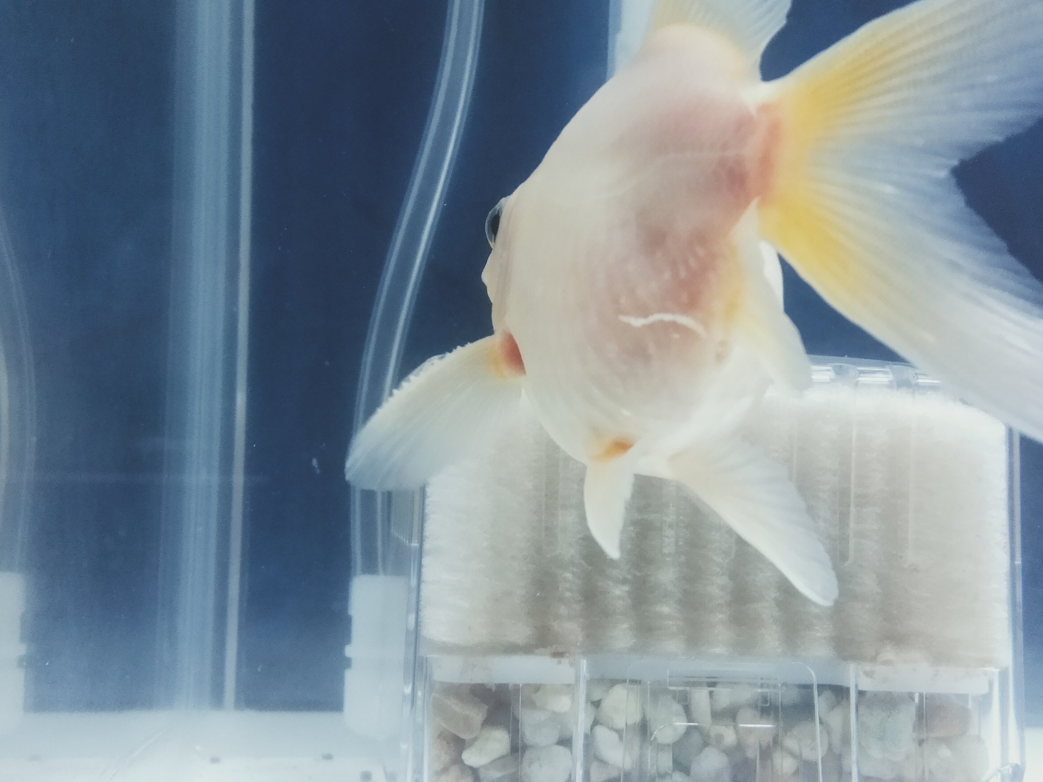 弥富の金魚の里親 Twitter Search Twitter
