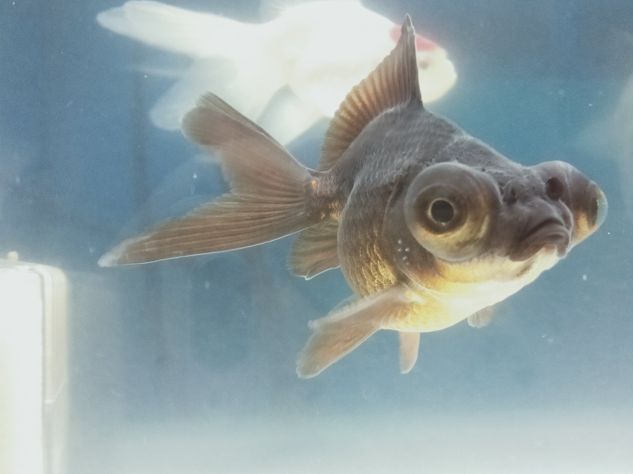 弥富の金魚の里親 Twitter Search Twitter