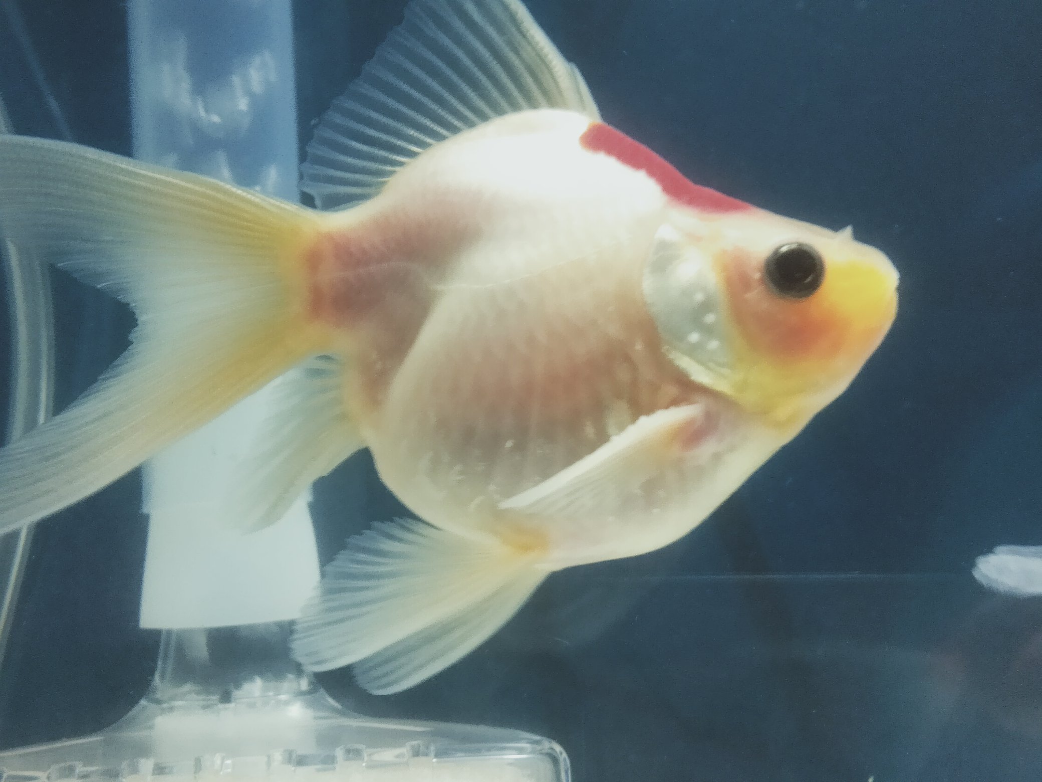 弥富の金魚の里親 Twitter Search Twitter