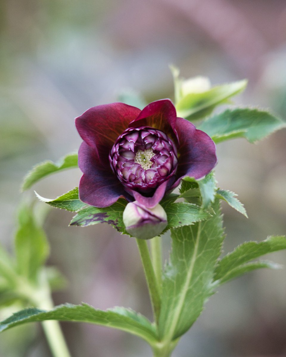 野々口稔 M Nonokuchi 12月26日 土 より 音ノ葉 で販売される 広瀬園芸 さんのクリスマスローズ 一枚目は私が命名した銘花 クレオパトラ です クリスマスローズの季節が始まるかと思うと 今シーズンはどの様な花と出会えるかと期待が膨らみ