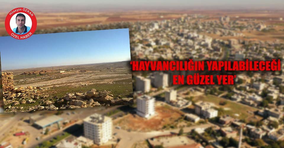 AjansUrfa's tweet photo. ‘Kentsel dönüşüm’ iddiaları tedirgin ediyor! Tarım ve hayvancılık biter 
https://t.co/112HkZN87B
#tarım #hayvancılık #haber #şanlıurfa #hilvan https://t.co/uvkyv4g1OJ