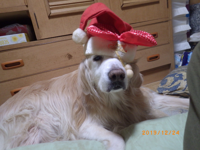 ryuunochychy's tweet photo. リュウちゃん
メリークリスマス
リュウのクリスマスの帽子が無くなったけどコメには大き過ぎるか。何か被せると逃げるしね。

今日のコメは甘えん坊です。スリスリが止まらない。 https://t.co/nTCRberm9C