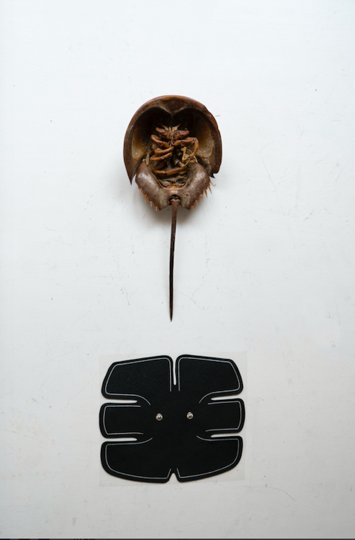 GiuseppeAllett1's tweet photo. Ruins # 13
Installation consisting of a taxidermic horseshoe crash and an #electrostimulator for the abdominals
80x20cm
2019

#empaillage #animal #artistique #limulus #installationartistique #installation_artistique #france #paris #nice https://t.co/AxkfBe9BYB