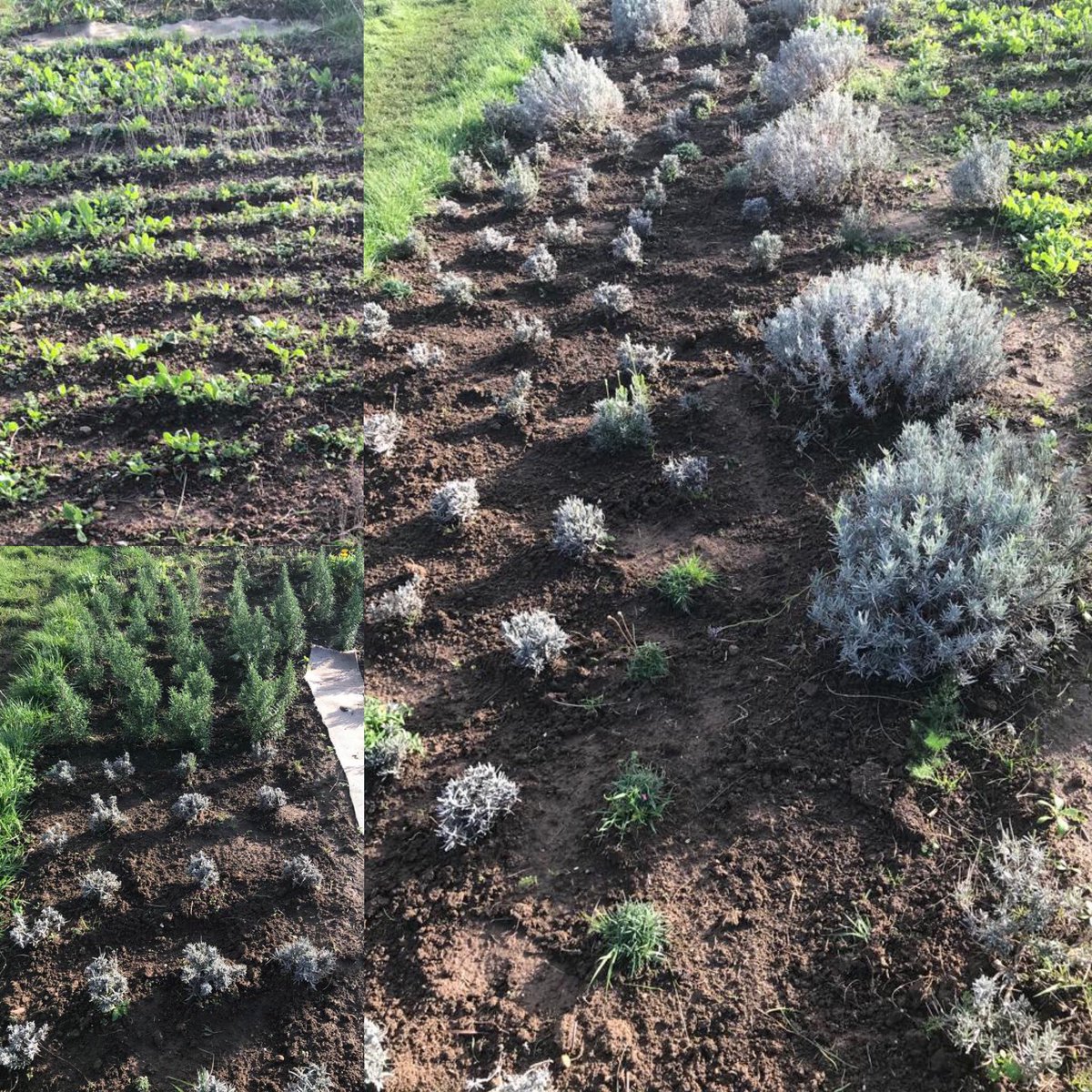 GaylesHire's tweet photo. My lavender, herbs and wildflower nursery plants are getting ready for sale in 2021! 🌸🌼🪴 @wildflowers @lavender @herbs @dorset @wildlife @savethebees @plantsales https://t.co/6IBPDQnoJk