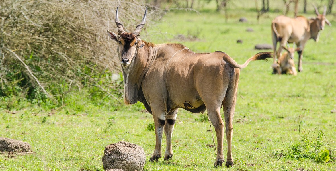 Fikafrika's tweet photo. Eland in Lake Mburo National Park https://t.co/cS6NiVspEL