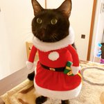 クリスマス用におめかししたつもりが…某安全猫さんになってしまったw