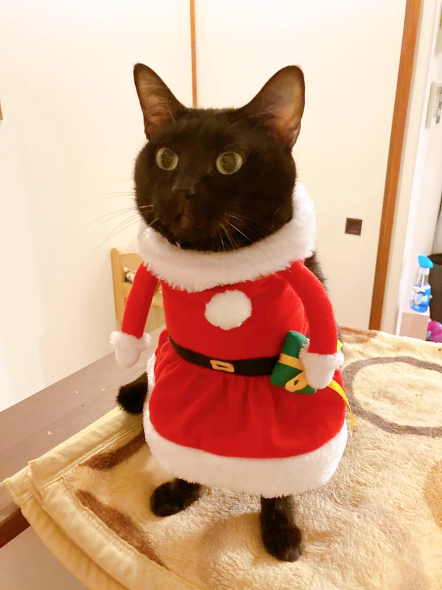 クリスマス用におめかししたつもりが…某安全猫さんになってしまったw