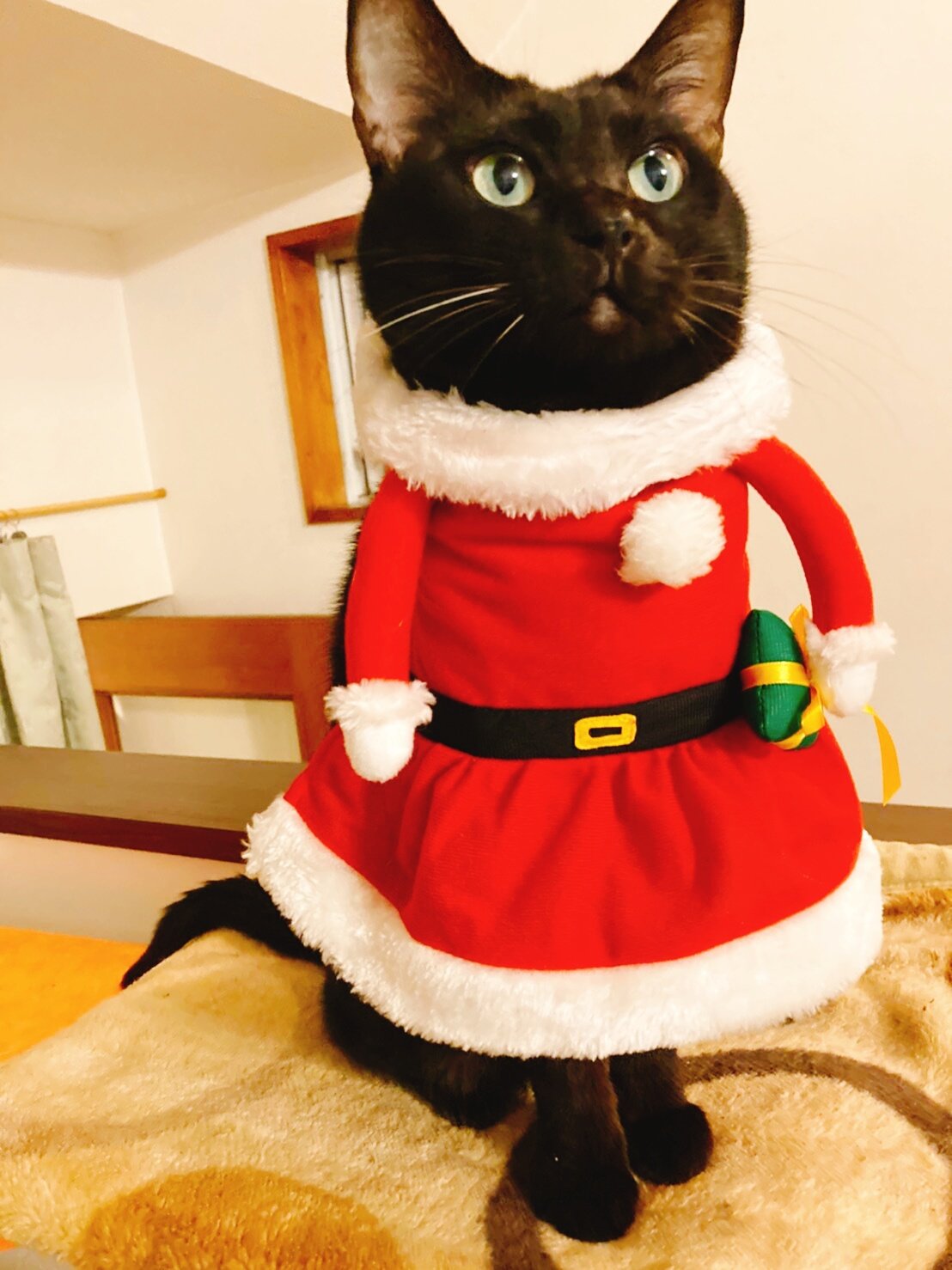 クリスマス用におめかししたつもりが 某安全猫さんになってしまったw 話題の画像プラス