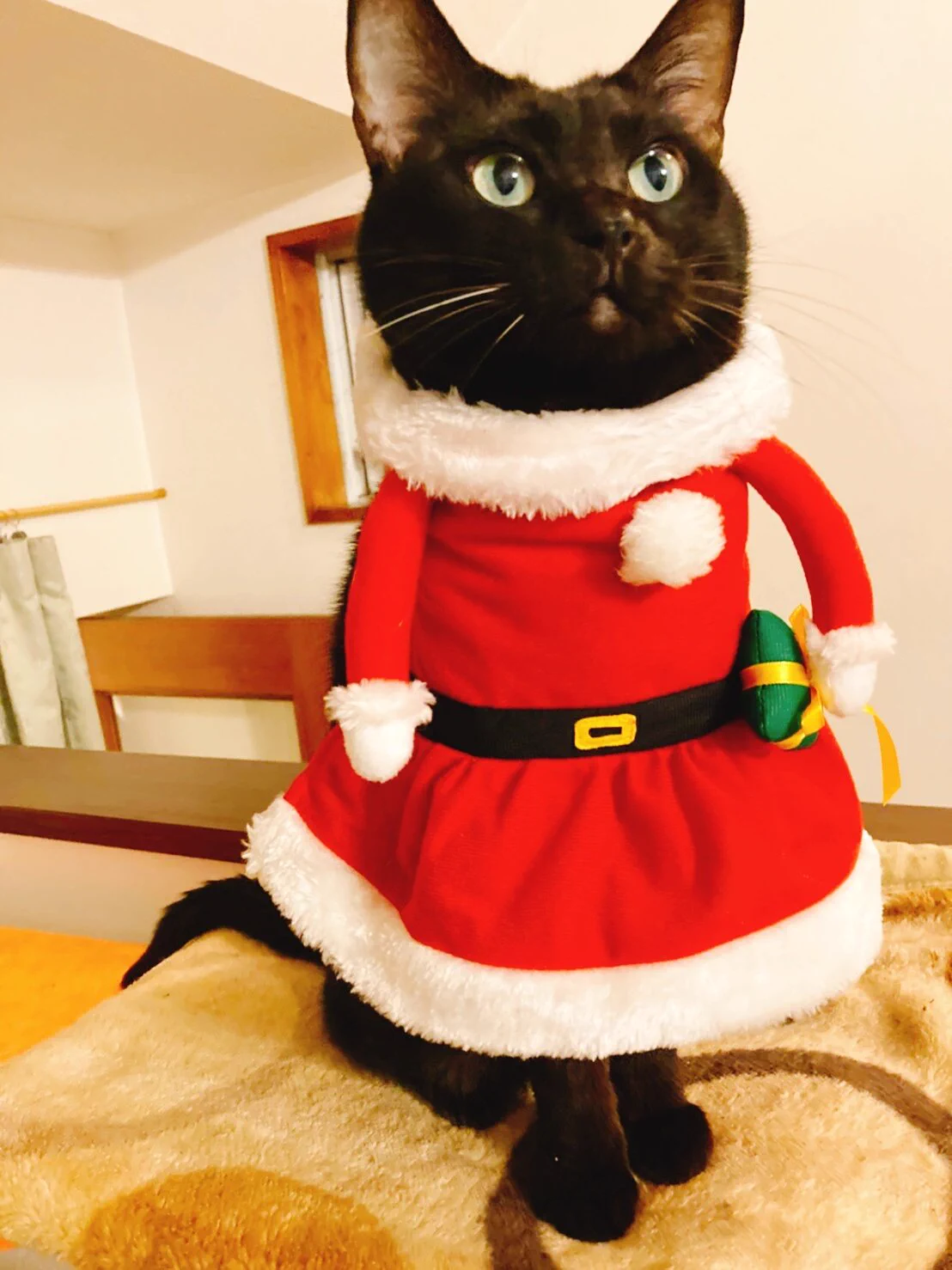 クリスマス用におめかししたつもりが…某安全猫さんになってしまったw