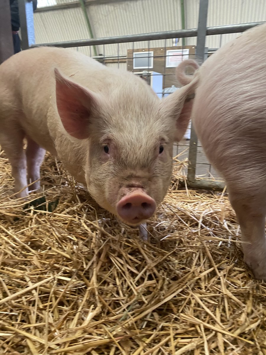 CurlysFarm's tweet photo. Who is this that has joined #CurlysFarm?
Everyone meet Gerald, heโs a rare breed #MiddleWhite boar from Pets' Corner Harlow Essex.
Heโs a stunner and has settled in brilliantly ๐ท๐ฝ๐ท๐ฝ https://t.co/3ckY1fkwC4
