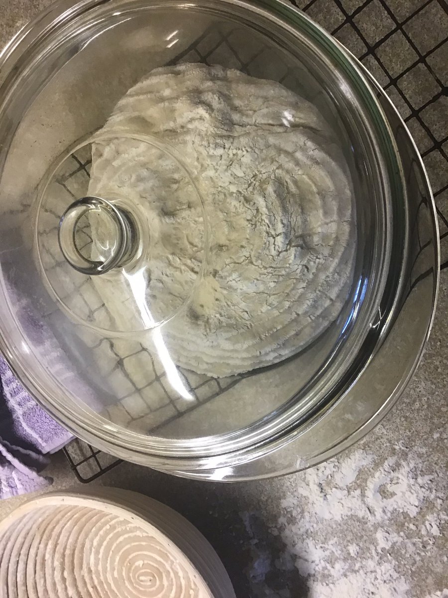 Quizzie's tweet photo. Hot hot hot, bread just going into oven, lid off in 30 minutes, time to relax ☕️ #flourwatersaltyeast #kenforkish #breadit #baking started yesterday 2pm, airing cupboard until 7pm, then fridge overnight. 40% granary https://t.co/6RZZky3qty